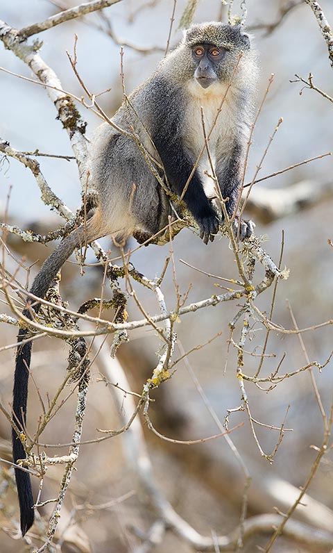 Sykes monkey